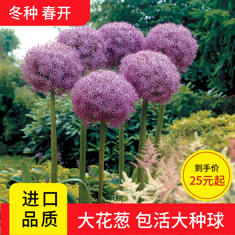 纯进口大花葱吉安花绒球花庭院景观高档花卉绿植宿根花包成活对版