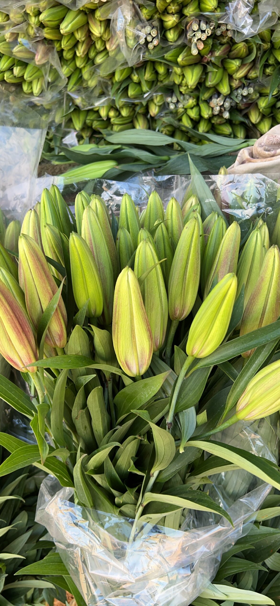 黑美人红色香水百合3头鲜切花家用水养送朋友