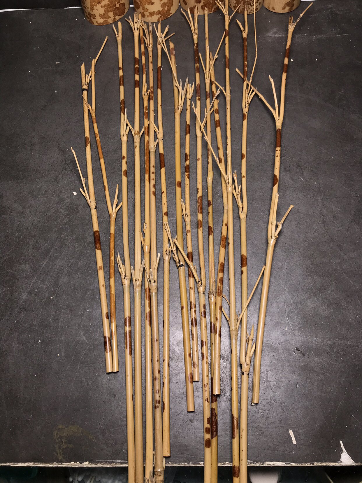 带竹枝红湘妃竹节团扇手柄竹子装饰花插红香妃发簪斑竹茶针原材料