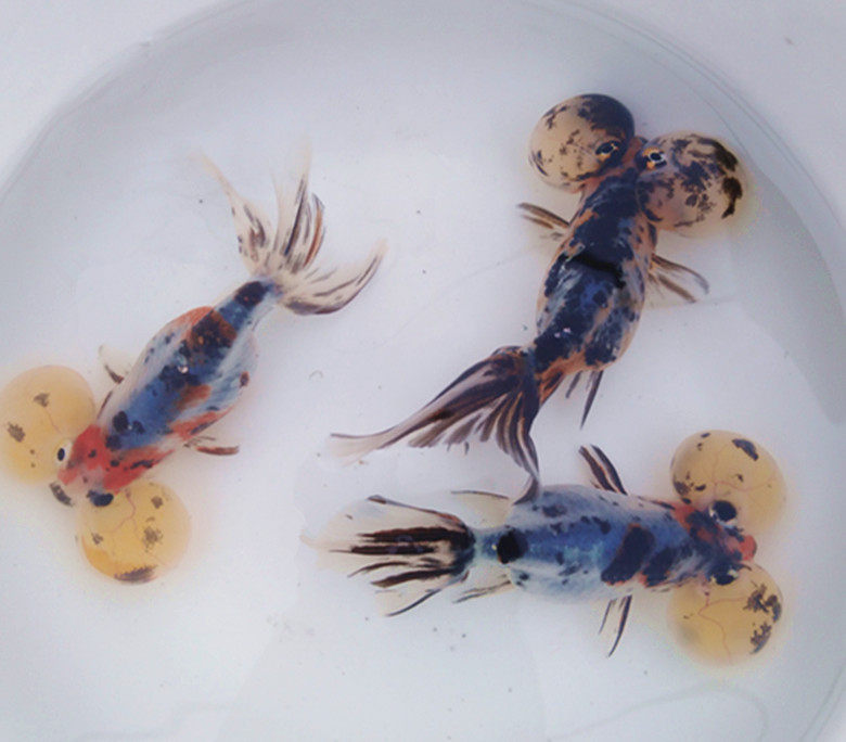 五花水泡金鱼观赏红色红白重墨冷水淡陈奇渔场皮实好养活招财包邮