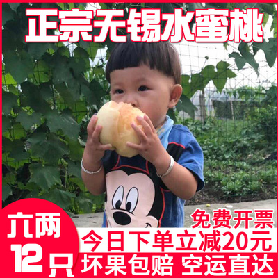 无锡白凤水蜜桃 6两12只 正宗汁多如泉湖景桃子顺丰包邮当日发出
