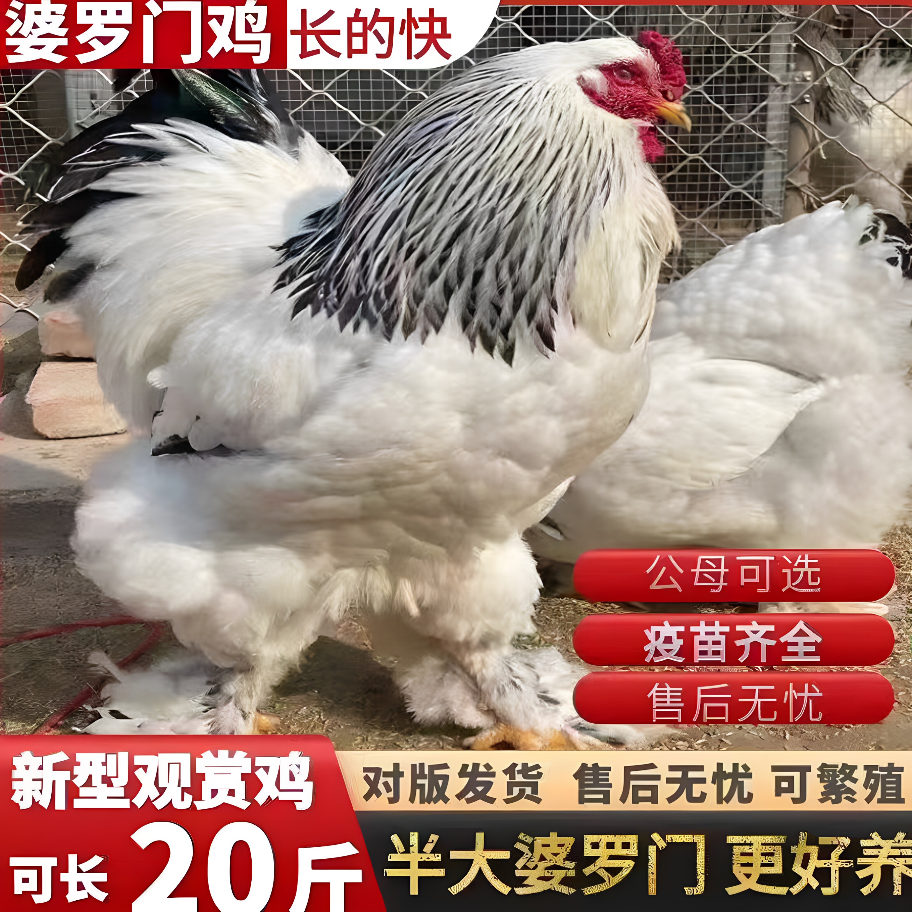婆罗门鸡活苗正宗脱温小鸡活苗纯种巨型梵天鸡观赏鸡宠物鸡半大鸡