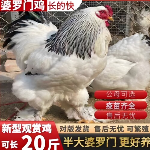 婆罗门鸡活苗正宗脱温小鸡活苗纯种巨型梵天鸡观赏鸡宠物鸡半大鸡
