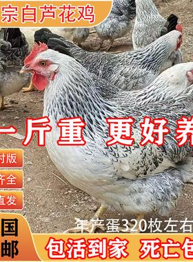 芦花鸡正宗小鸡活苗小鸡仔苗批发