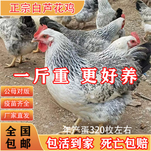 一斤纯种白芦花鸡活苗正宗芦花绿壳蛋鸡脱温小鸡活苗半大青年土鸡