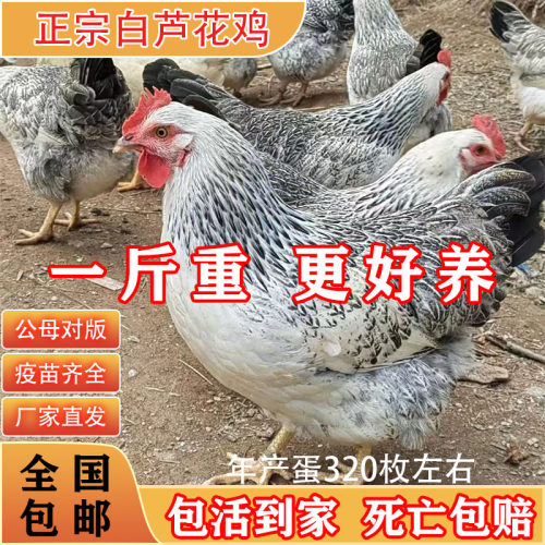 芦花鸡正宗小鸡活苗小鸡仔苗批发
