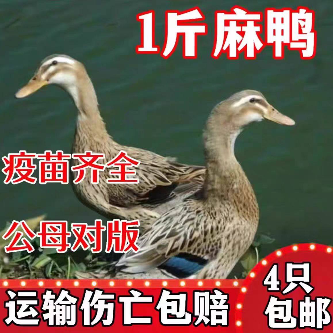 高产蛋青头麻鸭活体鸭苗水鸭子苗