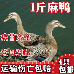一斤正宗麻鸭子活苗产蛋绿壳蛋鸭土鸭苗金锭高邮麻鸭脱温小鸭子苗