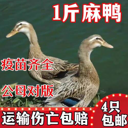 高产蛋青头麻鸭活体鸭苗水鸭子苗