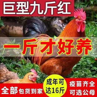 1斤巨型九斤红公鸡活苗正宗红玉380小鸡活苗K9阉公鸡散养脱温鸡苗