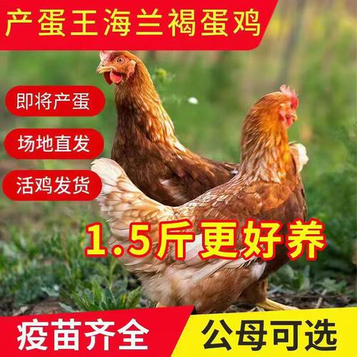海兰褐正宗母鸡苗小鸡仔苗批发