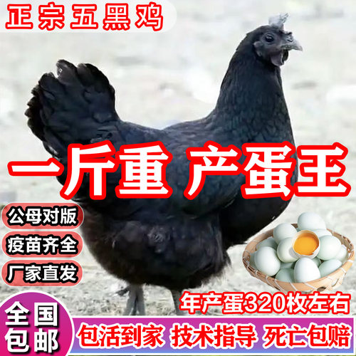 高产蛋母鸡芦花麻羽三黄鸡苗批发