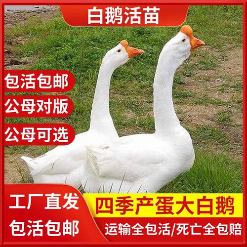 小鹅苗仔1斤白鹅脱温散养鹅苗