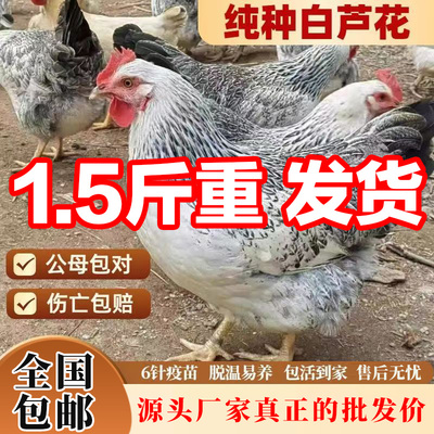 纯种白芦花鸡活苗活体小鸡苗批发