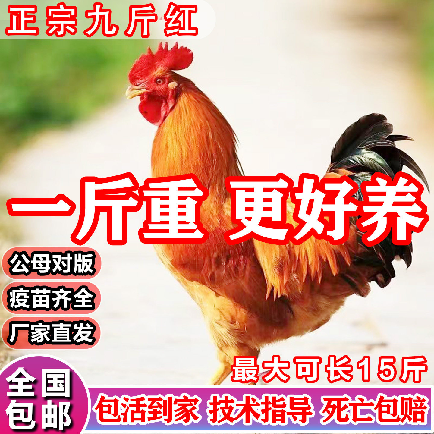 大种九斤黄农家散养土公鸡批发