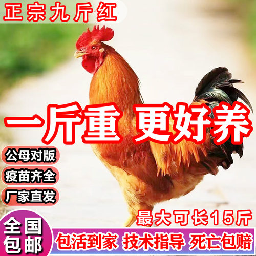 大种九斤黄农家散养土公鸡批发