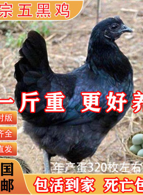 1斤五黑鸡小鸡活苗小鸡仔苗批发