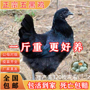 一斤纯种五黑鸡活苗正宗五黑绿壳蛋鸡脱温小鸡活苗半大青年鸡土鸡