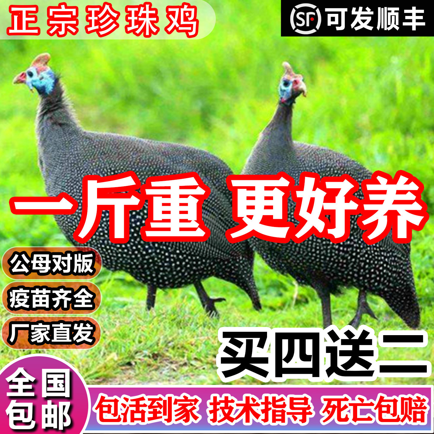 珍珠芦花麻羽五黑鸡仔苗品种批发