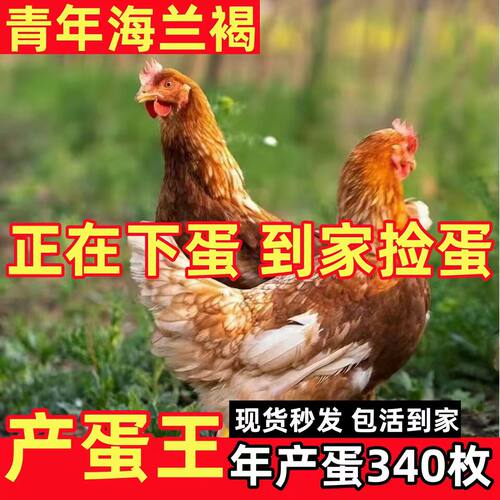 海兰褐正宗母鸡苗小鸡仔苗批发