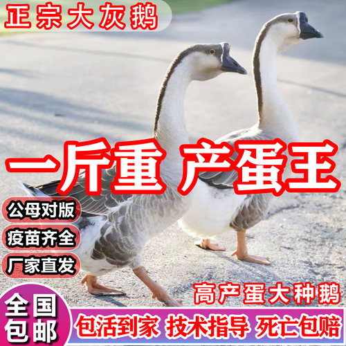 产蛋大种白鹅一斤1斤灰鹅白鹅苗