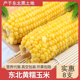 黄糯玉米棒8根软糯香甜 特价 粉丝专享