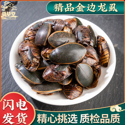 中药材金边龙虱灯笼虫