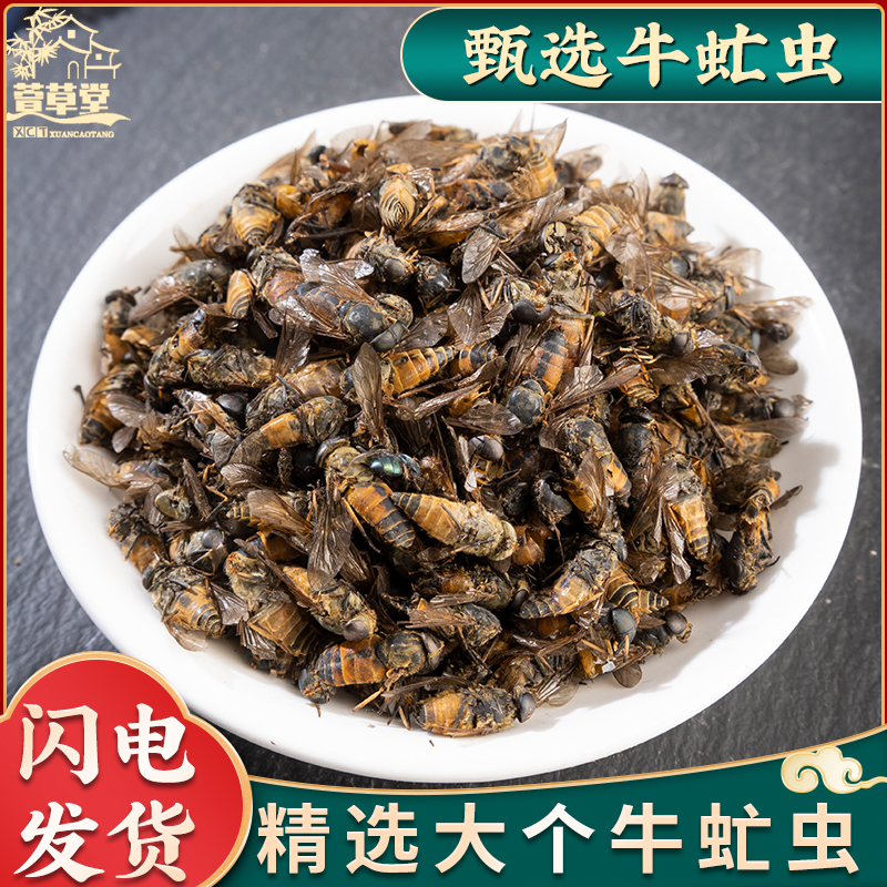 牛虻虫正品原料抵挡丸吸血水蛭大个牛虻虫大黄桃仁抵当汤中药材