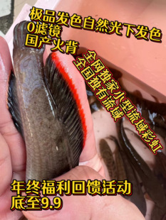 粤西地区小型彩虹雷龙（国产火背雷龙）海南南鳢广温海南红火鳢