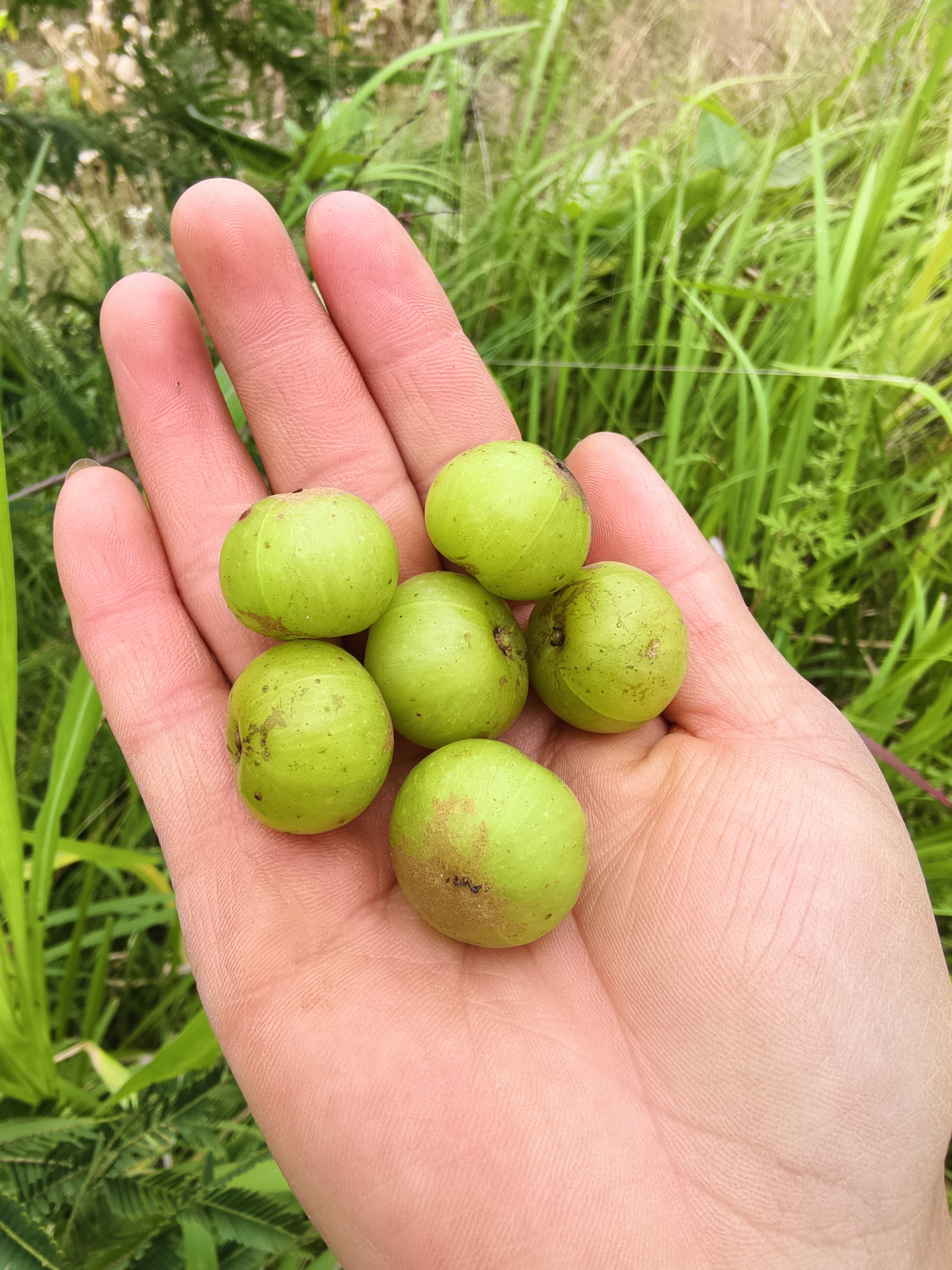 云南生态橄榄青果新鲜油甘滇橄榄余甘子牛甘果孕妇酸水果五斤包邮