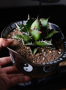 pnd原创太极复古摩托头盔陶瓷块根花盆植物绿植多肉龙舌兰潮流盆