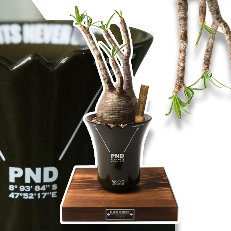 陶瓷简约块根植物专用原创军事图片