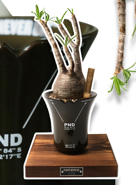 pnd原创军事风块根植物花盆大口透气万向陶瓷盆多肉潮流盆栽桌面