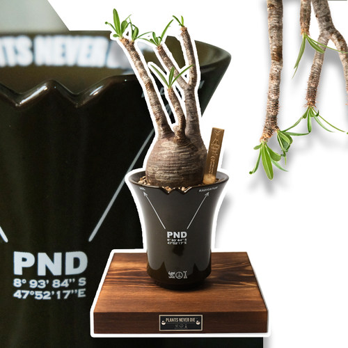 陶瓷简约块根植物专用原创军事