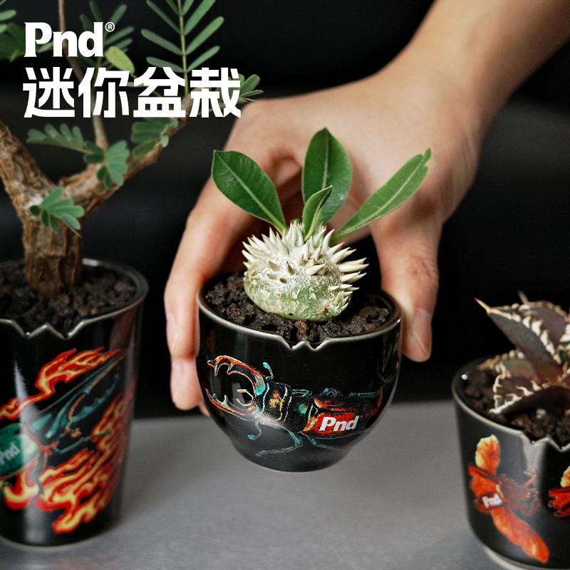 pnd迷你块根植物陶瓷花盆盆景