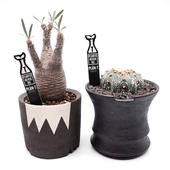 PLAN T块根植物多肉srl标签花卉园艺藤原浩插地牌非neighborhood