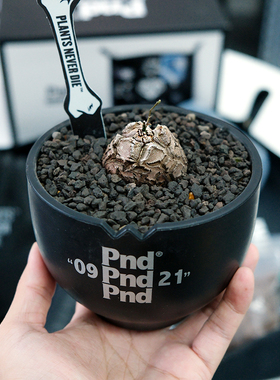 pnd南非龟甲龙潮流植物室内多肉盆栽办公室潮流块根阳台防辐射