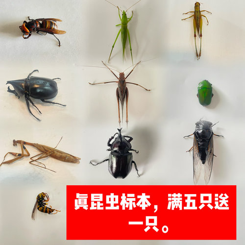 真昆虫标本酒精湿虫买五送一只