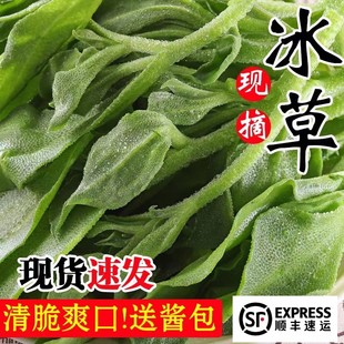 寿光基地直发冰草 沙拉蔬菜日中花 新鲜冰菜 冰菜