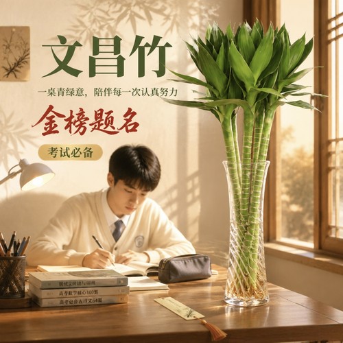 文昌竹带根荷花观音竹水培植物