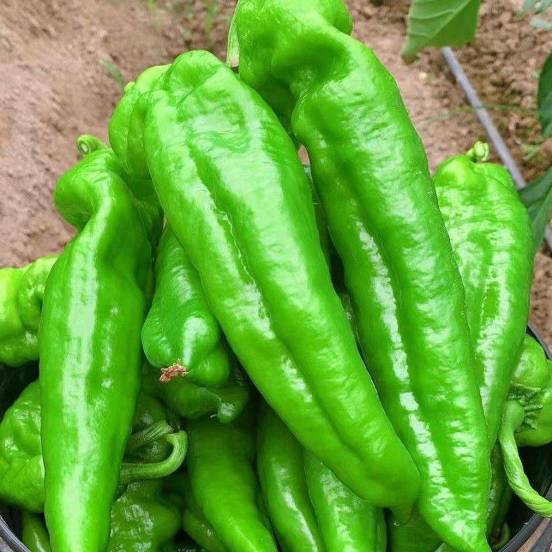 河南大青椒辣椒新鲜蔬菜微辣薄皮虎皮辣椒剁泡拌辣椒米椒5斤包邮,水产肉类/新鲜蔬果/熟食,辣椒,淘宝优惠券,粉丝福利购,淘宝优惠卷