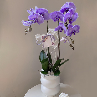 马卡龙蝴蝶兰盆栽带花苞兰花年宵花室内绿植桌面花卉杭州深圳广州