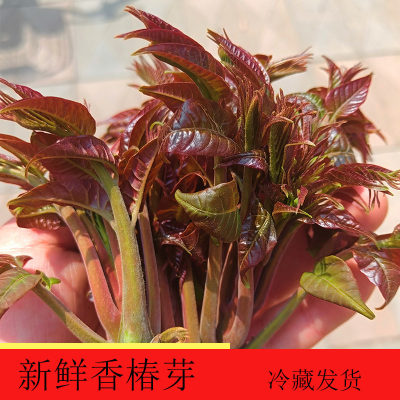 河北新鲜头茬香椿芽现摘现发嫩芽农家露天红油香椿芽包邮冷藏当天