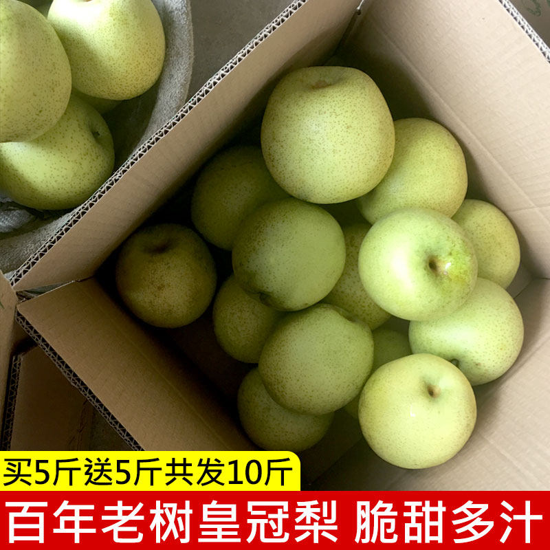 梨子新鲜10斤现季水果直批整箱批黄冠梨河北翠青皮脆甜绿色皇冠梨|msdalam kategori daging perikanan/Buah-buahan segar dan sayur-sayuran/dimasak, buah-buahan segar, Pear - dari Buy2taobao.com untuk memberikan perkhidmatan ejen Taobao profesional membeli