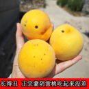 助農(nóng)黃桃水果裂口桃爆炸脆甜桃瑕疵果爆甜自吃可做罐頭蒙陰蜜桃