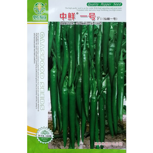 中鲜一号辣椒种子细羊角型辣椒种籽鲜绿发亮香辣味浓仙椒一号