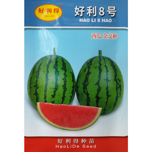 好利8号小西瓜种子早春吊瓜种籽早熟高产大红瓤皮薄多汁入口无渣