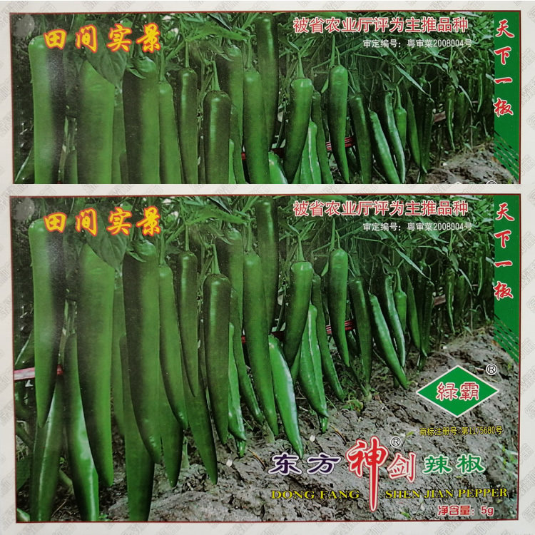 东方神剑辣椒种子高产早熟牛角椒青皮椒种籽肉厚味辣果皮光滑美观