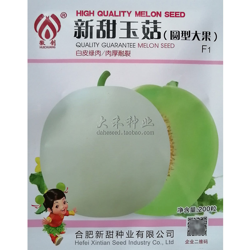 新甜玉菇甜瓜种子白皮绿肉圆型大果香味纯正汁多味甜早熟高糖甜瓜
