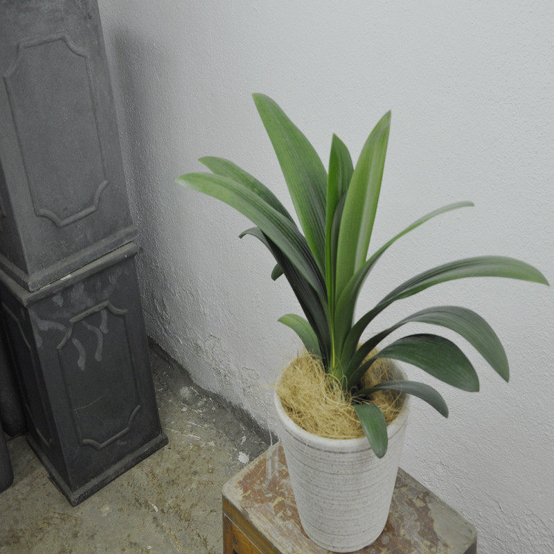 大花君子兰苗宽叶精品圆头室内耐寒花卉绿植四季常青盆栽好养